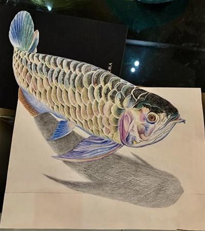銀龍魚(yú)圖片大全素描圖簡(jiǎn)單
