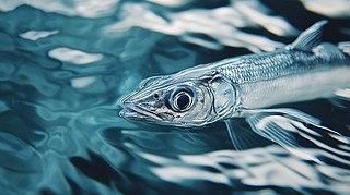 銀龍魚(yú)圖片大全素描圖簡(jiǎn)單