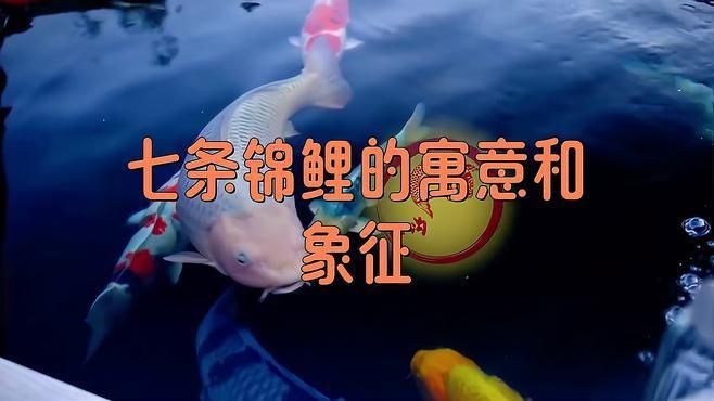 錦鯉養7條是吉還是兇