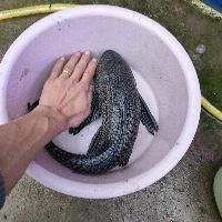 錦鯉養7條是吉還是兇