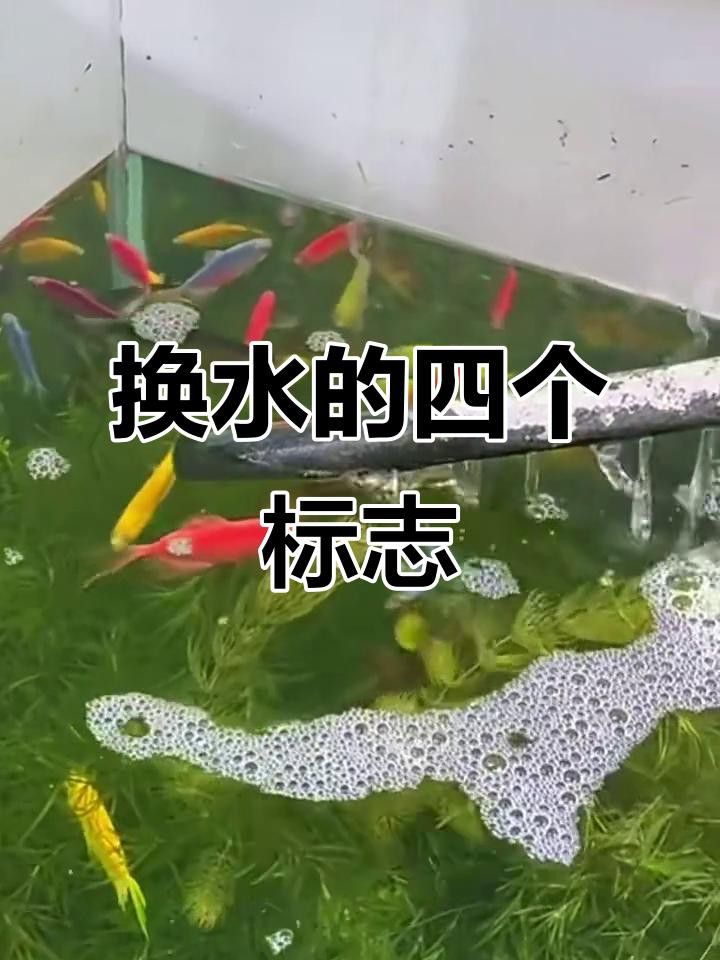 如何判斷龍魚缸是否需要換水？ 如何判斷龍魚缸是否需要換水？ 龍魚百科 第5張