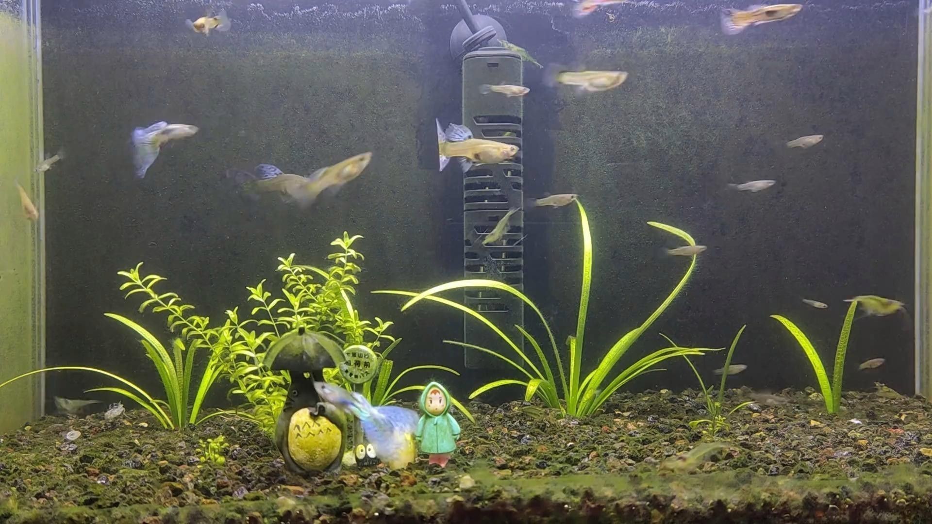 如何判斷龍魚缸是否需要換水？ 如何判斷龍魚缸是否需要換水？ 龍魚百科 第6張