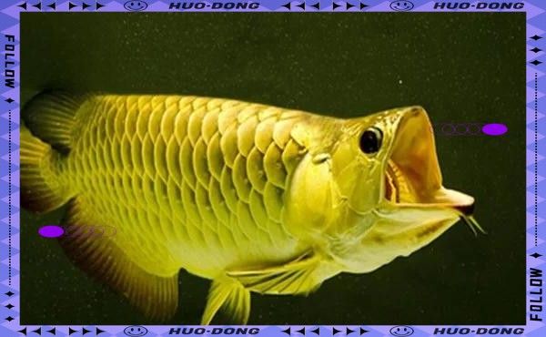 龍魚爛尾手術后需要二次修剪嗎？