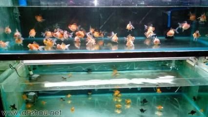 龍魚市場價格:“九龍魚”價格與龍魚相關(guān)的市場價格,龍頭魚價格僅供參考 龍魚百科 第3張 龍魚市場價格:“九龍魚”價格與龍魚相關(guān)的市場價格,龍頭魚價格僅供參考 龍魚市場價格:“九龍魚”價格與龍魚相關(guān)的市場價格,龍頭魚價格僅供參考 龍魚百科 第3張