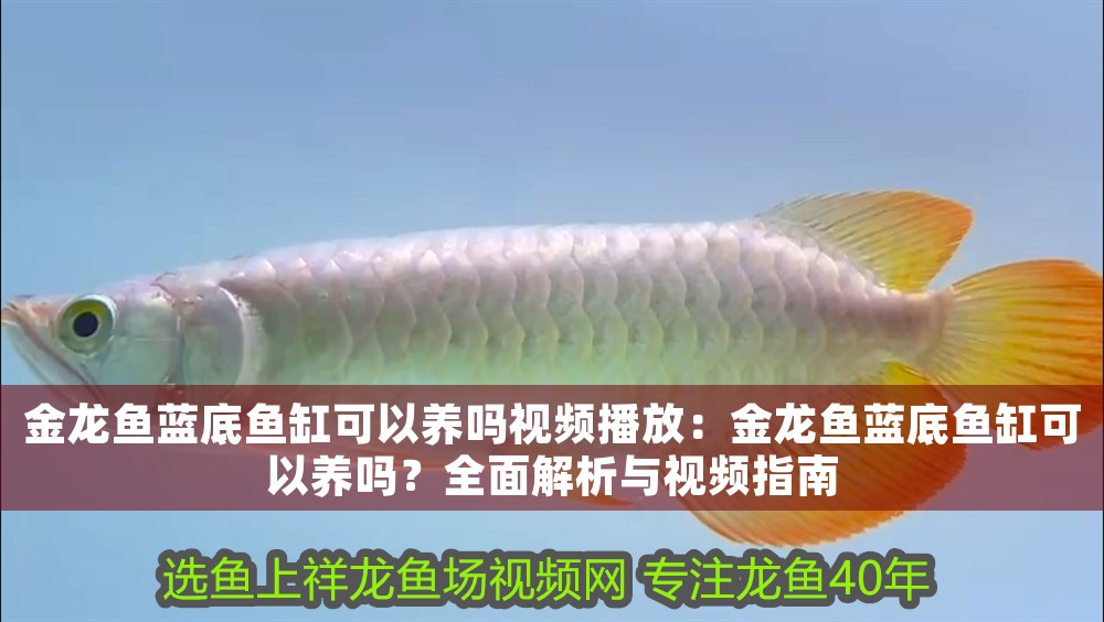 金龍魚藍(lán)底魚缸可以養(yǎng)嗎視頻播放：金龍魚藍(lán)底魚缸可以養(yǎng)嗎？全面解析與視頻指南