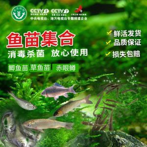 養(yǎng)龍魚一個(gè)月電費(fèi)：養(yǎng)龍魚一個(gè)月電費(fèi)支出取決于什么？