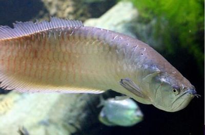 單養一條銀龍魚能繁殖嗎（單養一條銀龍魚可以自己繁殖嗎）