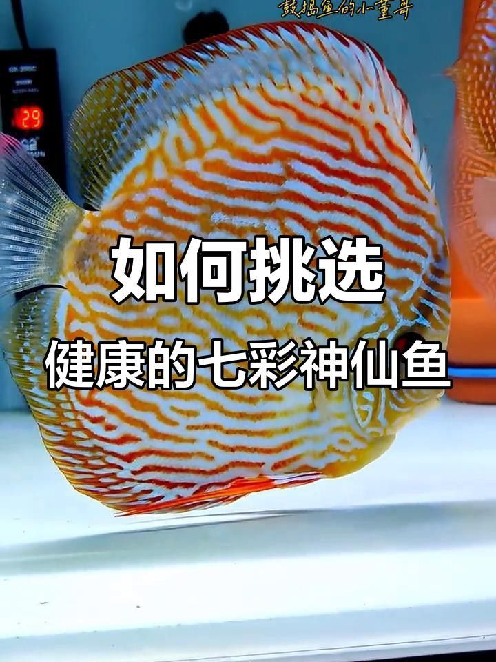 如何判斷七彩龍魚是否健康？ 如何判斷七彩龍魚是否健康？ 龍魚百科 第4張