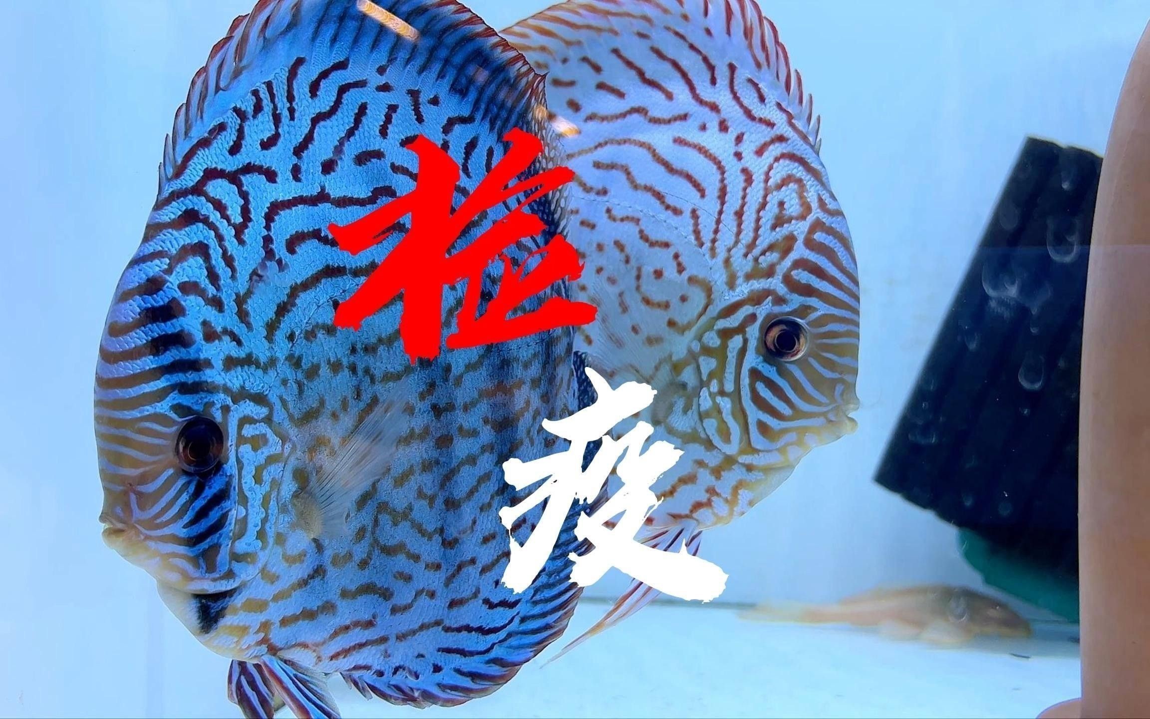 如何判斷七彩龍魚是否健康？ 如何判斷七彩龍魚是否健康？ 龍魚百科 第3張