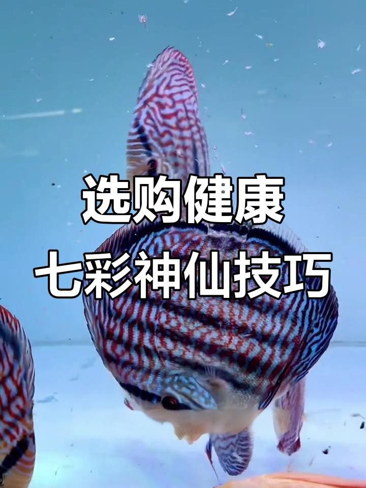 如何判斷七彩龍魚是否健康？ 如何判斷七彩龍魚是否健康？ 龍魚百科 第5張