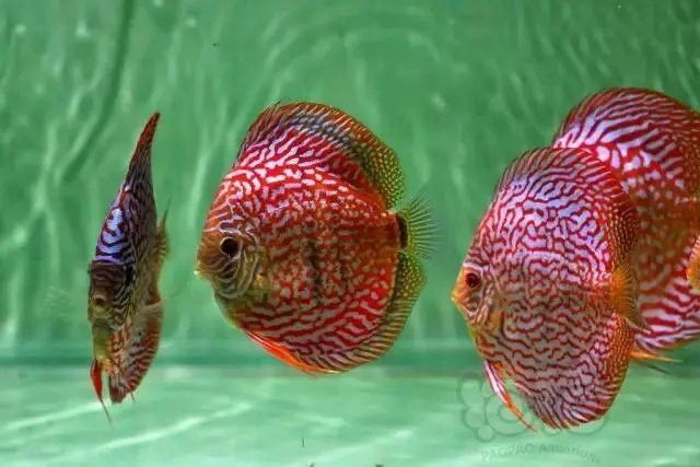 如何判斷七彩龍魚是否健康？ 如何判斷七彩龍魚是否健康？ 龍魚百科 第8張