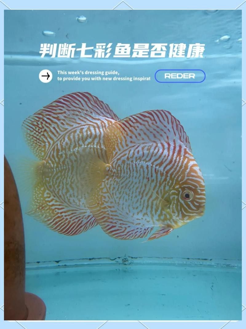 如何判斷七彩龍魚是否健康？ 如何判斷七彩龍魚是否健康？ 龍魚百科 第10張