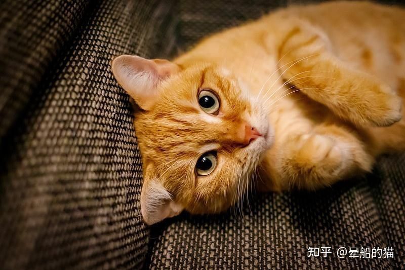 金魚貓會認第二個主人嗎