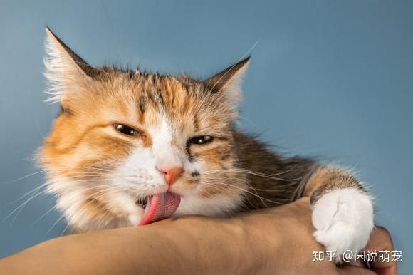金魚貓會認第二個主人嗎