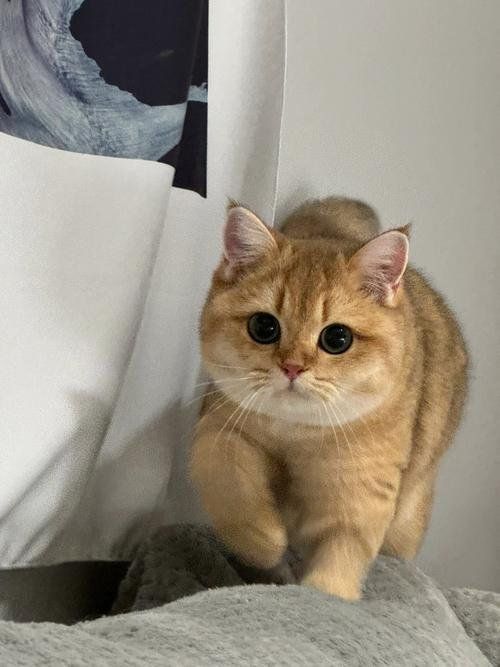 金魚貓會認第二個主人嗎