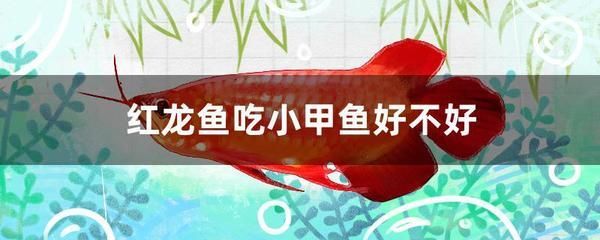 紅龍魚喂小甲魚好嗎：紅龍魚喂小甲魚合適嗎