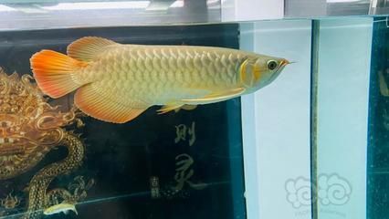 龍魚換水什么時間最好（龍魚換水的最佳時間）