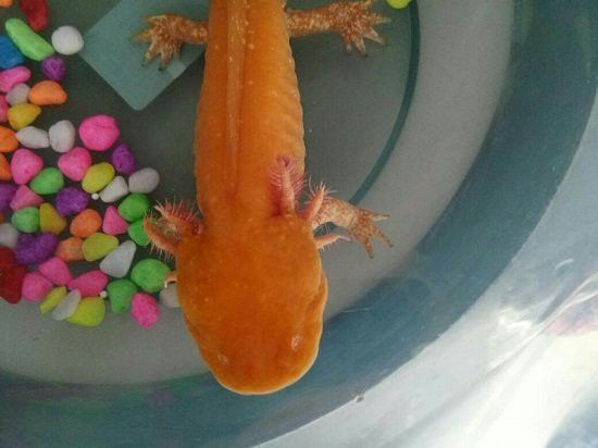 六角恐龍魚浮在水面不動了