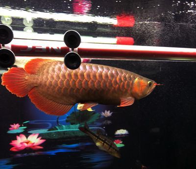 龍魚(yú)掉眼怎么辦？：放乒乓球在魚(yú)缸里的主要目的是預(yù)防和改善龍魚(yú)掉眼