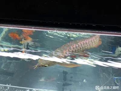 龍魚掉鱗片多久長好：龍魚掉鱗片多久恢復 龍魚掉鱗片多久長好：龍魚掉鱗片多久恢復 龍魚百科 第3張