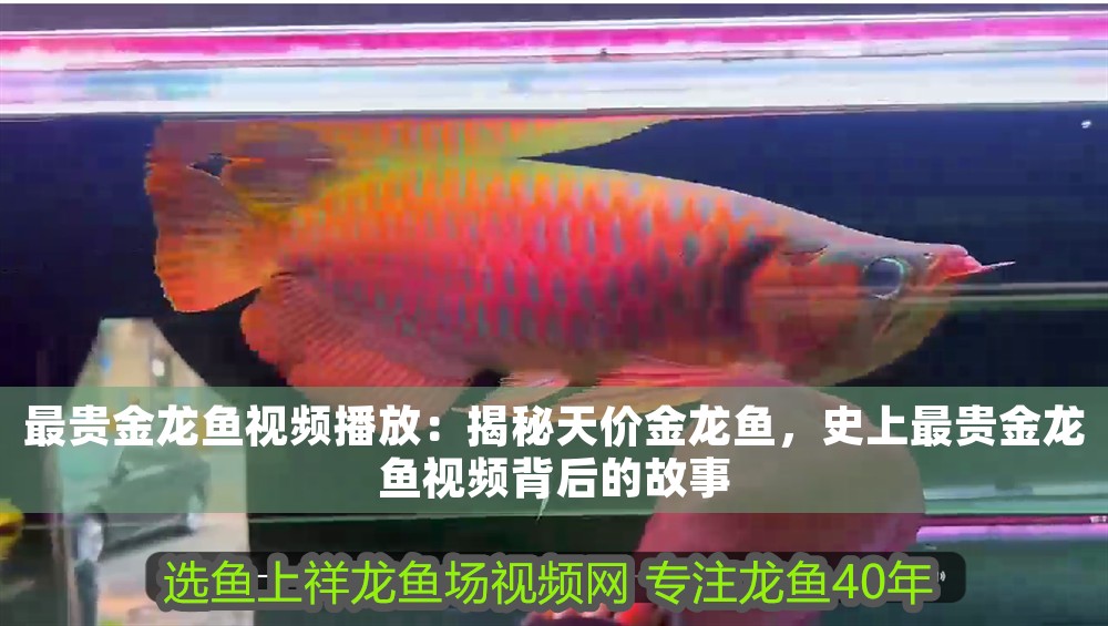 最貴金龍魚視頻播放：揭秘天價金龍魚，史上最貴金龍魚視頻背后的故事 最貴金龍魚視頻播放：揭秘天價金龍魚，史上最貴金龍魚視頻背后的故事 龍魚百科 第1張