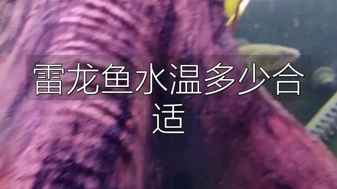 紅龍魚可以和錦鯉一起養嗎：紅龍魚和錦鯉可以一起養嗎