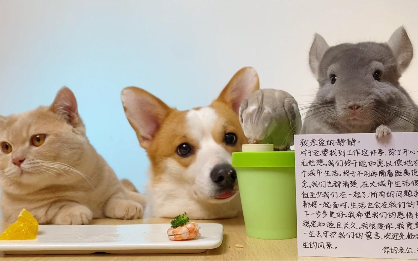 龍貓晚上叫了怎么辦？