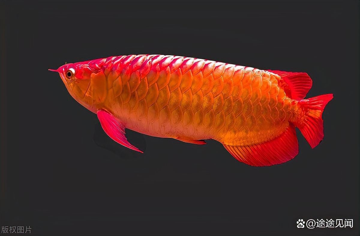 龍魚界總冠軍