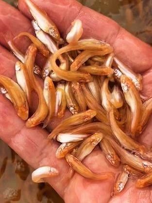 龍魚大概多少錢一條魚苗啊圖片 龍魚大概多少錢一條魚苗啊圖片 龍魚百科 第15張