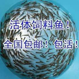 龍魚大概多少錢一條魚苗啊圖片 龍魚大概多少錢一條魚苗啊圖片 龍魚百科 第35張