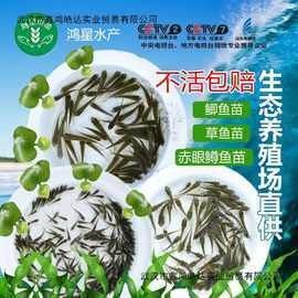 龍魚大概多少錢一條魚苗啊圖片 龍魚大概多少錢一條魚苗啊圖片 龍魚百科 第30張