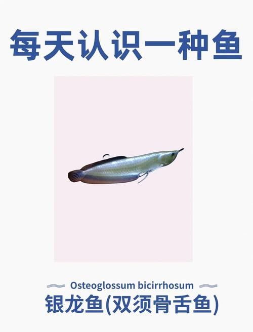 銀龍魚飼養注意事項有哪些圖片 銀龍魚飼養注意事項有哪些圖片 龍魚百科 第22張