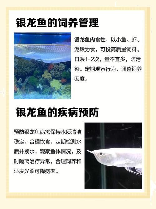 銀龍魚飼養注意事項有哪些圖片 銀龍魚飼養注意事項有哪些圖片 龍魚百科 第13張