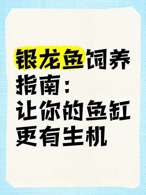銀龍魚飼養注意事項有哪些圖片 銀龍魚飼養注意事項有哪些圖片 龍魚百科 第14張