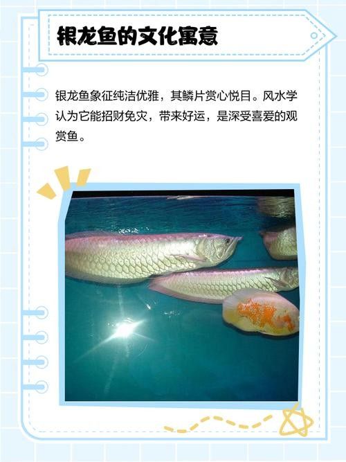銀龍魚飼養注意事項有哪些圖片 銀龍魚飼養注意事項有哪些圖片 龍魚百科 第16張