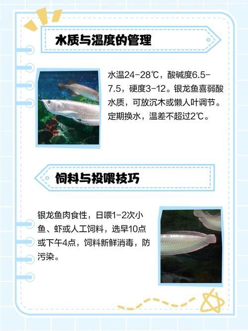 銀龍魚飼養注意事項有哪些圖片 銀龍魚飼養注意事項有哪些圖片 龍魚百科 第7張