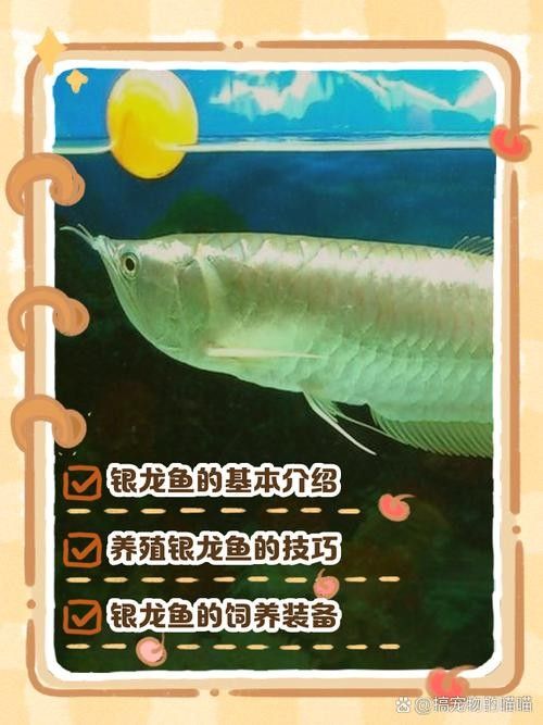 銀龍魚飼養注意事項有哪些圖片 銀龍魚飼養注意事項有哪些圖片 龍魚百科 第21張