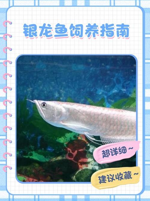 銀龍魚飼養注意事項有哪些圖片 銀龍魚飼養注意事項有哪些圖片 龍魚百科 第11張