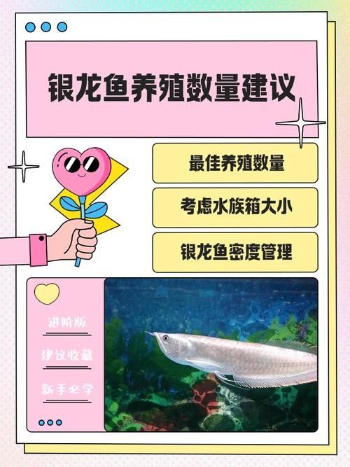 銀龍魚飼養注意事項有哪些圖片 銀龍魚飼養注意事項有哪些圖片 龍魚百科 第15張