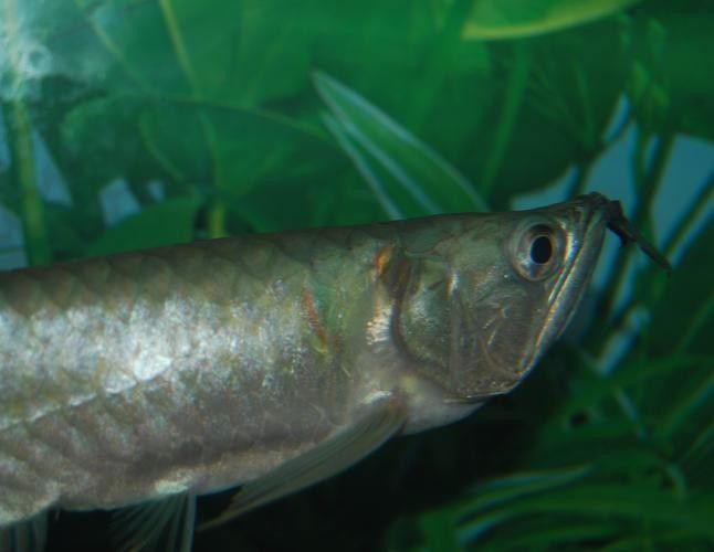 銀龍魚飼養注意事項有哪些圖片 銀龍魚飼養注意事項有哪些圖片 龍魚百科 第36張