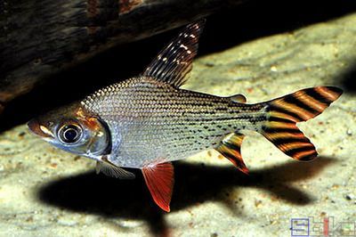 飛鳳魚一直跟在龍魚身邊游動：飛鳳魚和龍魚可以一起飼養嗎