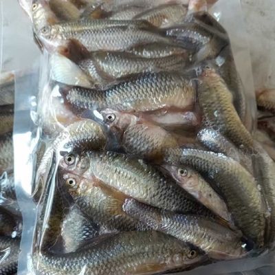 龍魚禁止進口魚類嗎：亞洲龍魚的進口并非全面禁止，而是需要符合一定的條件