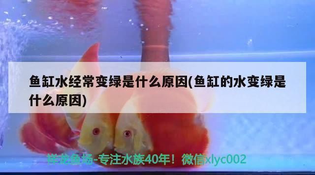 龍魚總是在下游是什么原因？：龍魚總是在下游可能由多種因素引起
