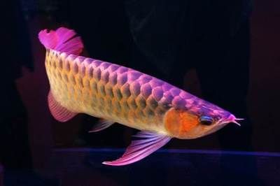 廣州龍魚大賽冠軍魚：廣州龍魚錦標賽冠軍賣價108萬?魚主:沒賣 廣州龍魚大賽冠軍魚：廣州龍魚錦標賽冠軍賣價108萬?魚主:沒賣 龍魚百科 第3張