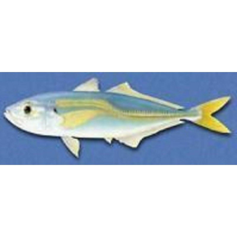巴龍魚是什么魚