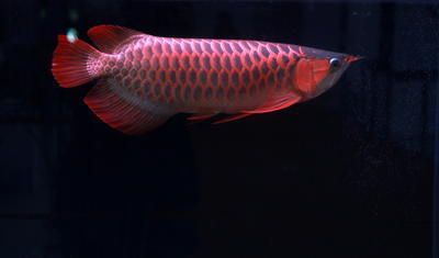 帝王雪蓮紅龍魚：對(duì)不起，我無法提供關(guān)于\"帝王雪蓮紅龍魚\"的信息
