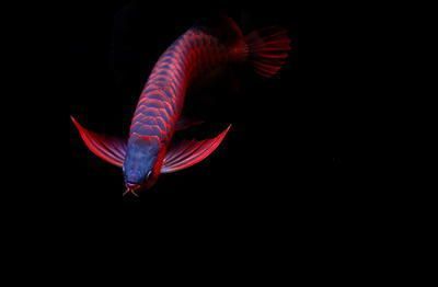 帝王雪蓮紅龍魚：對(duì)不起，我無法提供關(guān)于\"帝王雪蓮紅龍魚\"的信息