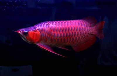 帝王雪蓮紅龍魚：對(duì)不起，我無法提供關(guān)于\"帝王雪蓮紅龍魚\"的信息