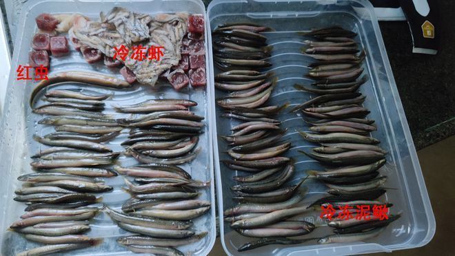 龍魚魚苗哪里批發(fā)的好養(yǎng)：龍魚魚苗哪里批發(fā)的好？全面解析優(yōu)質(zhì)批發(fā)渠道與選購技巧