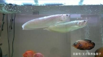 家養銀龍魚一般長多大的（銀龍魚的飼養方法）